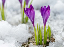 подснежники холодная весна