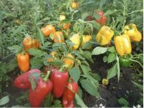 Подкормка перца пшеном существенно повысит урожай